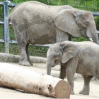 Elefanten Baby und Tante
